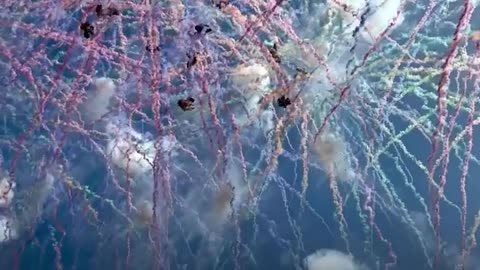 These fireworks are designed for the daytime