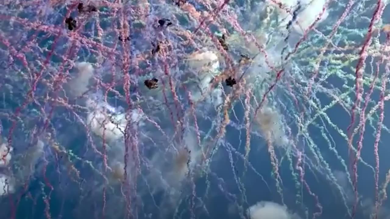 These fireworks are designed for the daytime