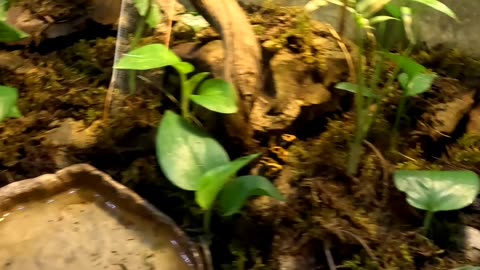 Yellow-banded Poison dart frog at San Juan de Aragon Zoo in Mexico City