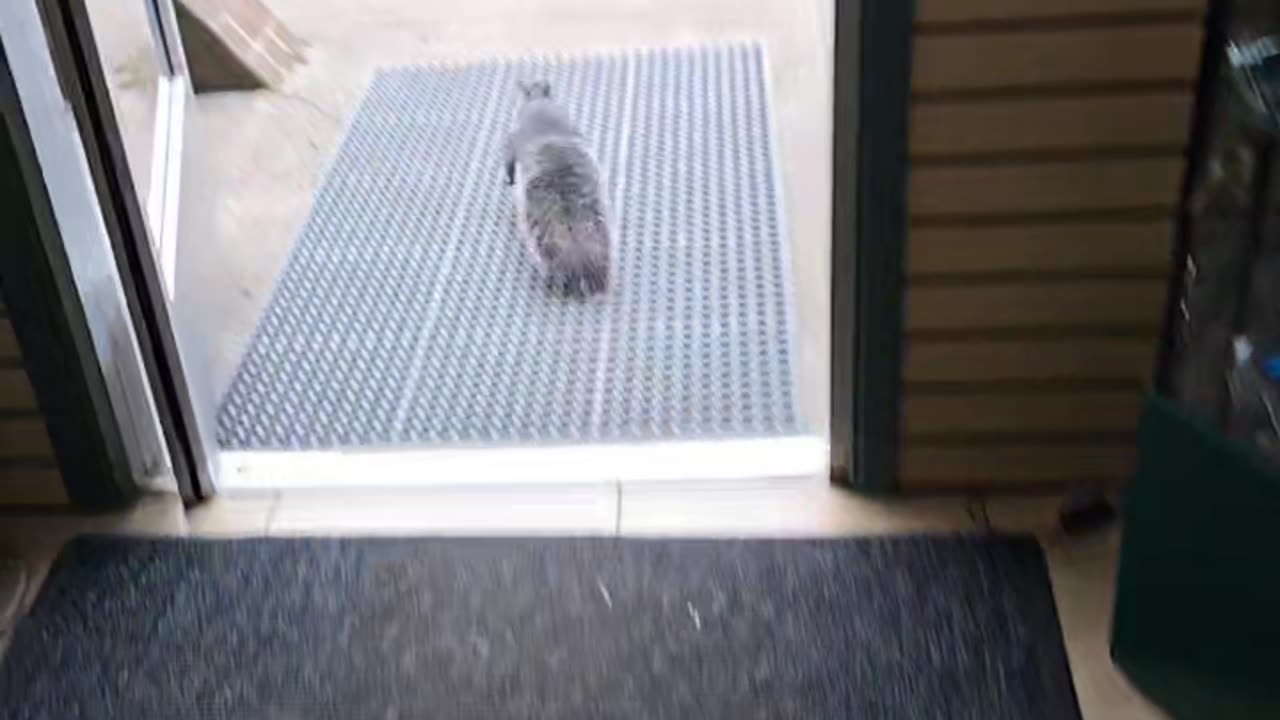 Squirrel Uses a Fake Out to Steal a Twix