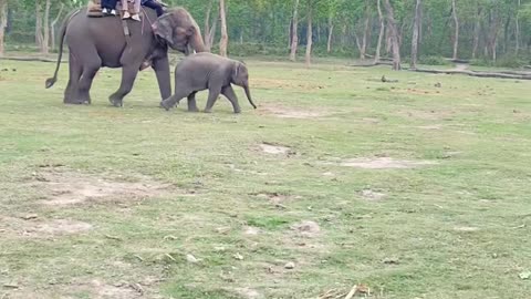 🐘✨ Majestic Elephant Safari in Chitwan National Park! 🌿🌊