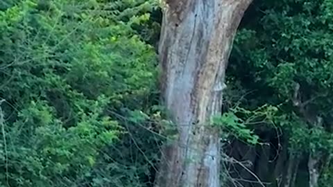 Amazing Wild | Wilpattu Sri Lanka #animals #elephant#leopard #amazinature #amazing
