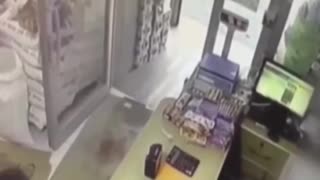 the naughty cat