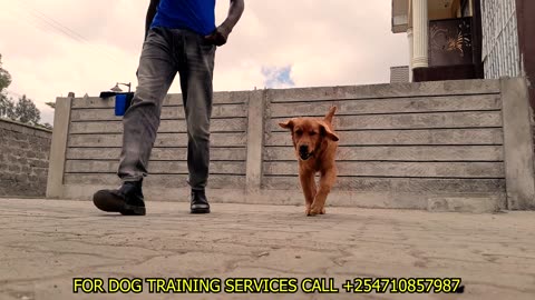 "From Wild to Wow: Watch This Dog Master Obedience!"