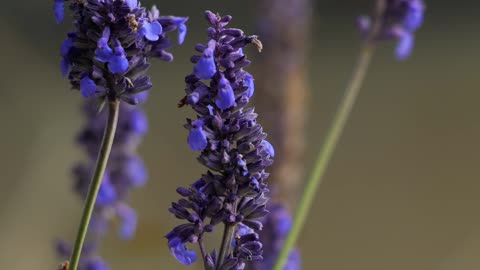 Closeup of lavender field 🌺🌸