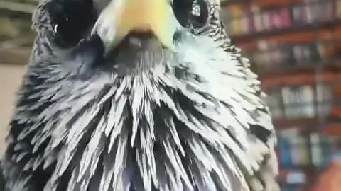 🌌🦜 Sci-Fi Bird! | FunFM