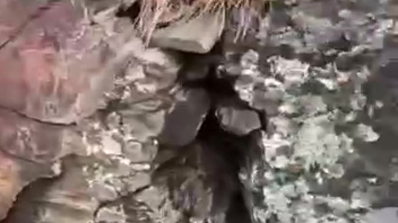 Giant Petrified Biology…