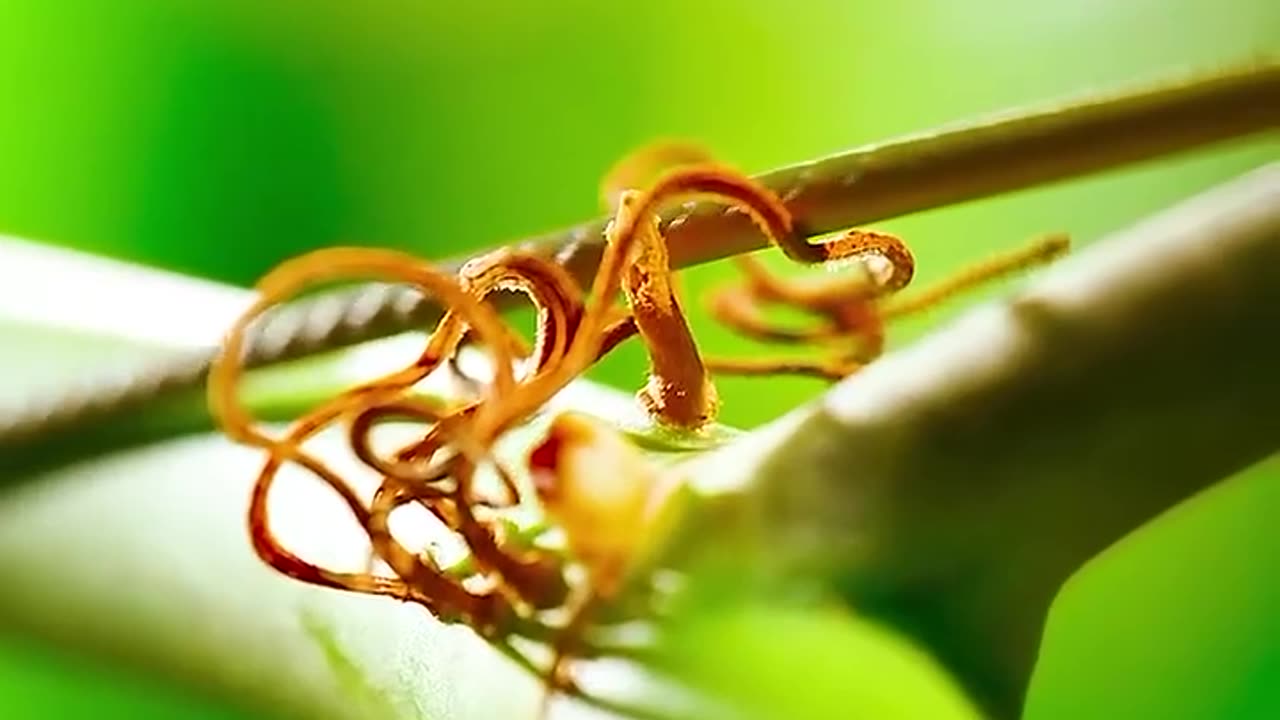 This GLASS Frog Is Almost Invisible..Nature’s Perfect Camouflage