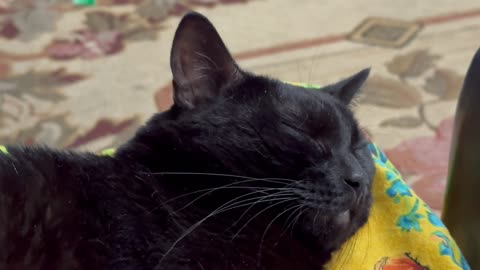 Cute Precious Piper Sleeps with a Peaceful Face - Adopting a Cat from a Shelter Vlog