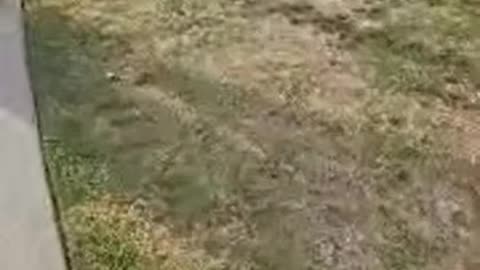 08/23/25 Beeta's Kitties VOD: "Beeta's kitties BKG is live!" Part 1