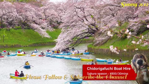 The Best Places to See Cherry Blossoms in Tokyo
