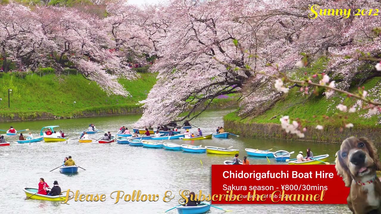 The Best Places to See Cherry Blossoms in Tokyo