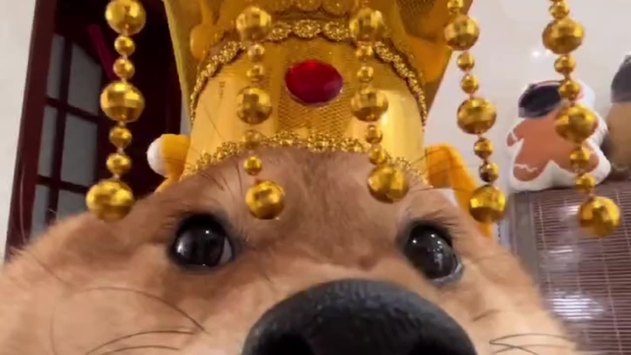 dogking