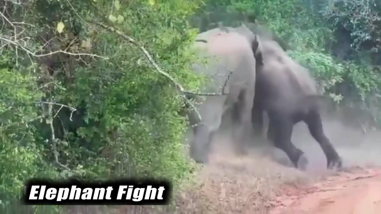 WILD LIFE