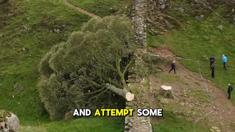 Sycamore Gap Sentencing! Two men serving time for a Tree!