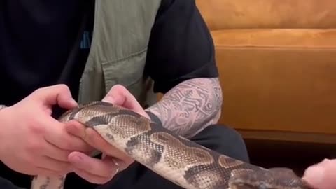 🤯🐍 You Won't Believe Why This Snake Visited a Chiropractor! | FunFM