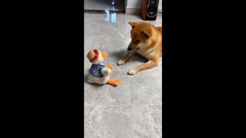 Funny and cute Animals compilation
