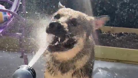 😂🐶 This Dog's Garbage Talk is TOO FUNNY! Garbabable | FunFM