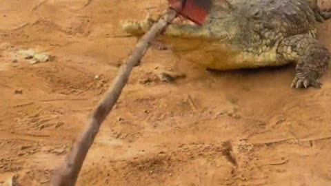 The crocodile is afraid of the shovel.