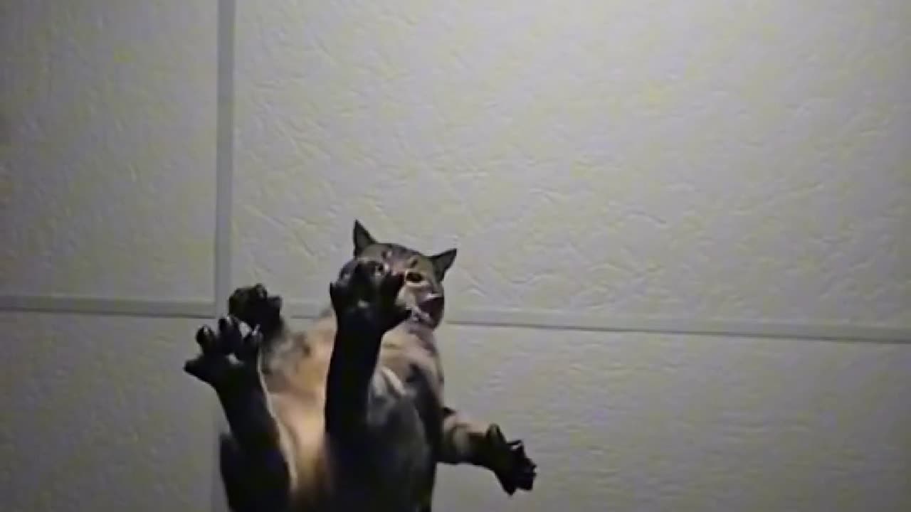 My cat is so playful 😻