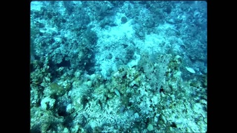 GC-Rainbow Dive Site - Where the Ocean Bursts with Life!