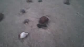 Observing the shellfish shells, rocks and other objects on the beach sand at dusk [Nature & Animals]