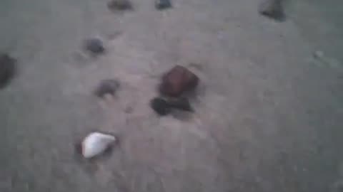 Observing the shellfish shells, rocks and other objects on the beach sand at dusk [Nature & Animals]