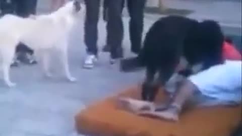 Touching Moment: Dog Defends His Unconscious Owner