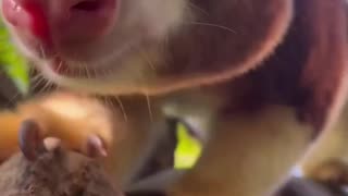 TREE KANGAROO "ghost of the forest"