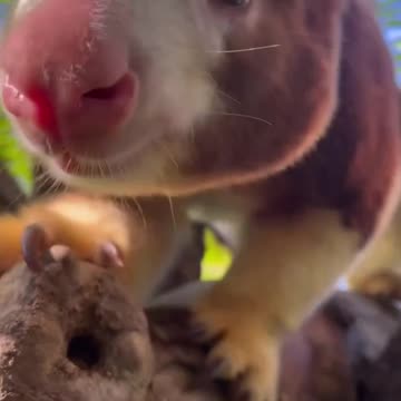 TREE KANGAROO "ghost of the forest"