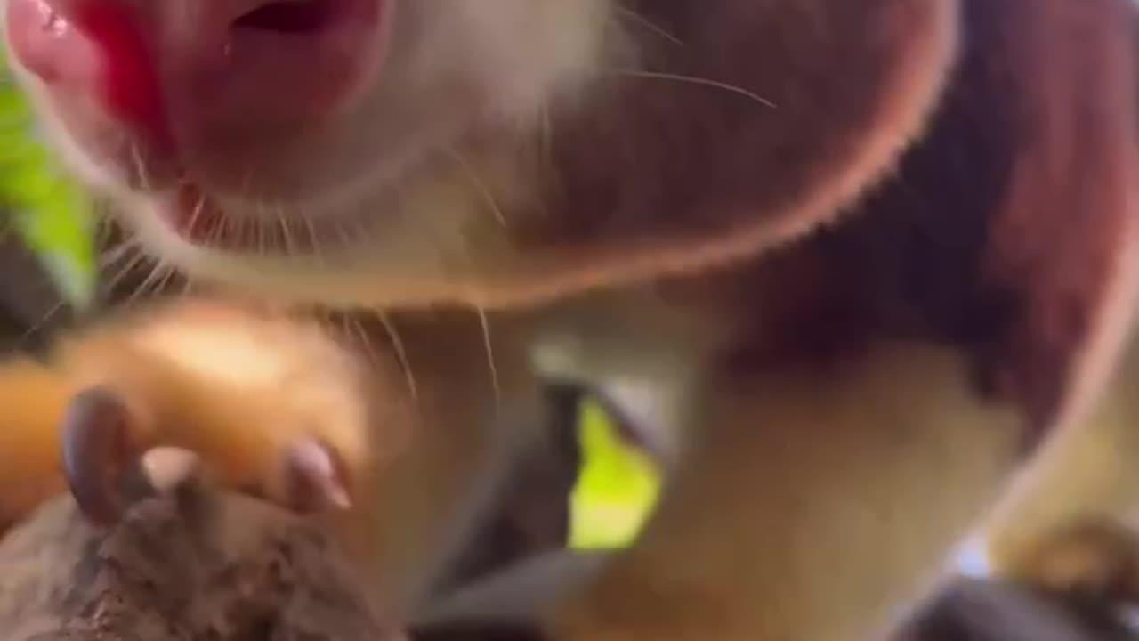 TREE KANGAROO "ghost of the forest"