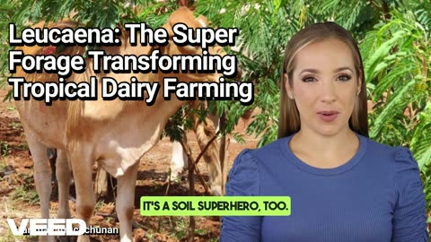 Leucaena:transforming Tropical Dairy Farming