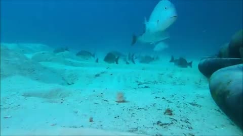 Shocking: dropping a gopro under a cruise ship