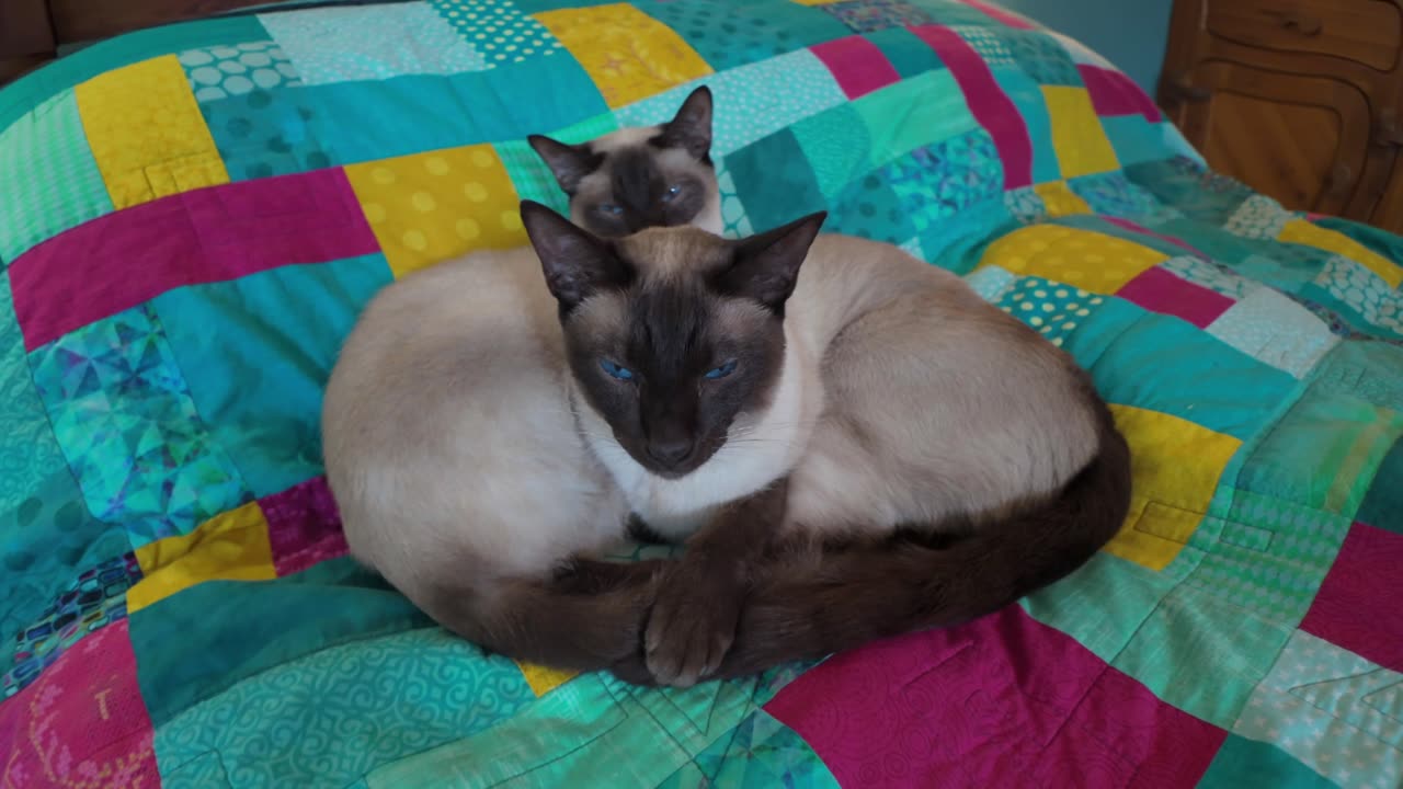 Calm Siamese Cats Resting On The Quilt