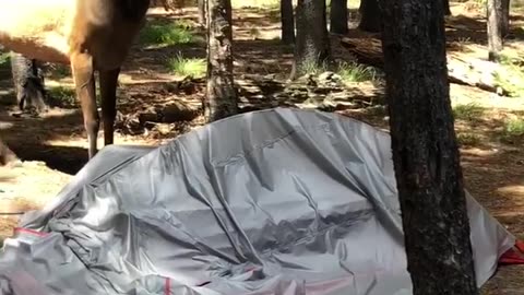 Local Elk Not Happy With a Camper