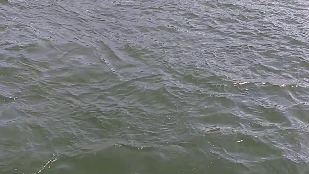 Stingrays at the skyway pier