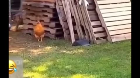 Even animals find ways to be happy.
