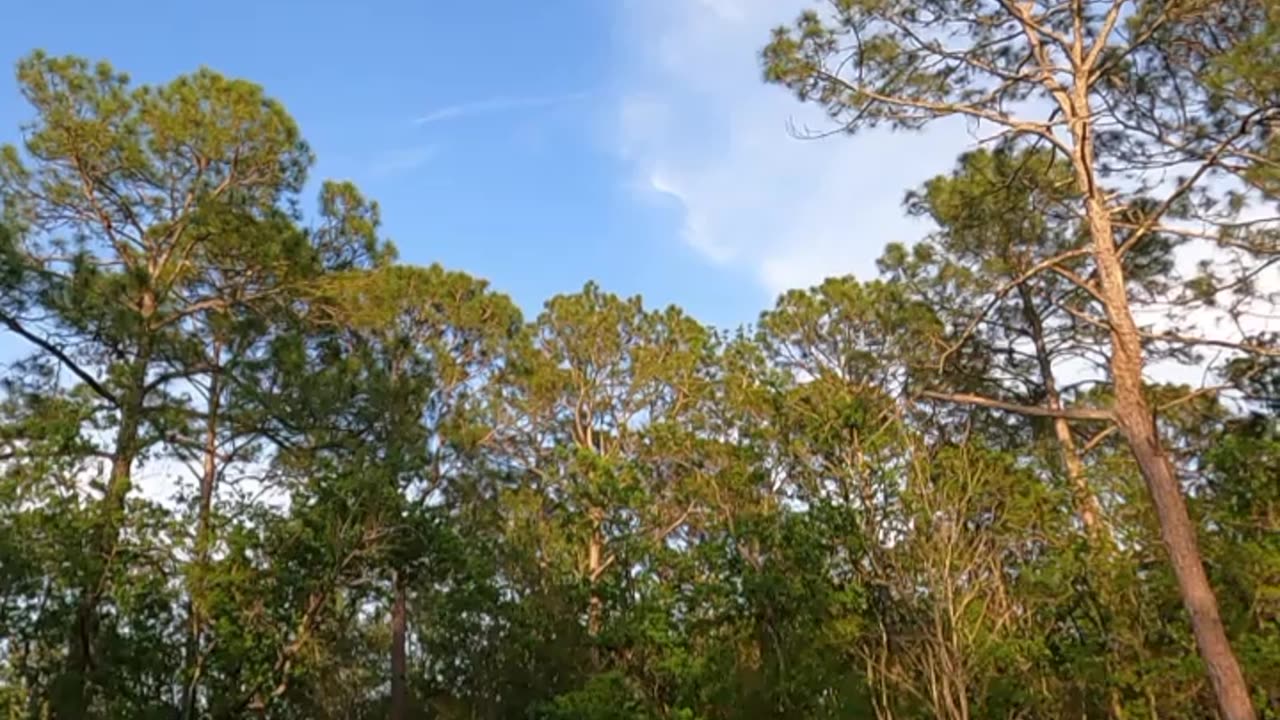 Another fake Ctrail.