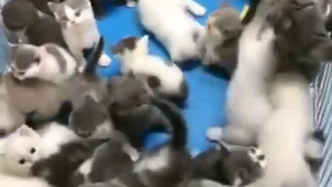Best Funny Animal Videos: Hilarious Cats and Dogs Compilation