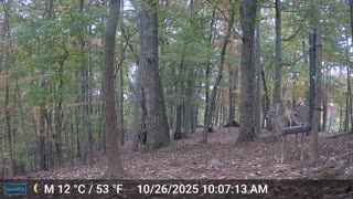 The Woods – 10/27/2025