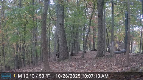 The Woods – 10/27/2025