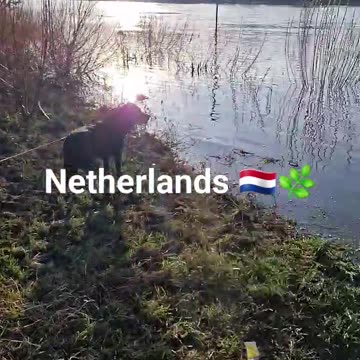 18 degrees and sunny here in the Netherlands #shorts