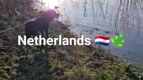 18 degrees and sunny here in the Netherlands #shorts