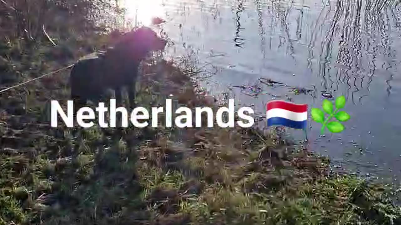 18 degrees and sunny here in the Netherlands #shorts