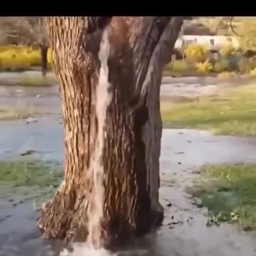 Trees can naturally pull up water from,