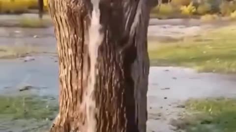 Trees can naturally pull up water from,