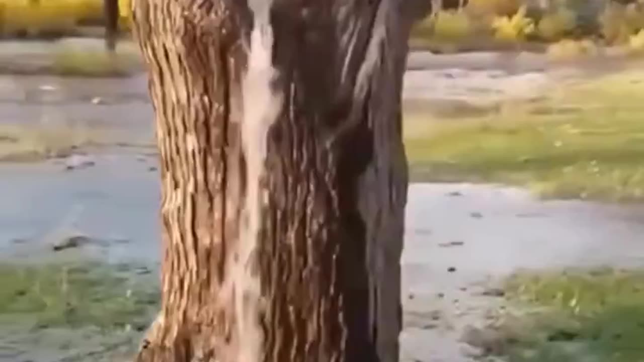 Trees can naturally pull up water from,