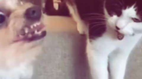 Cats Showing Dogs Who’s Boss! 😂 | Hilarious Pet Moments