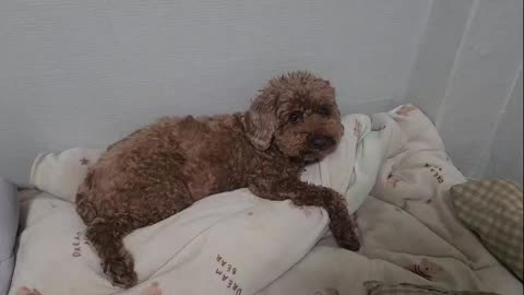 Bedtime Ritual: My Dog’s Cutest Sleep Prep 잘 준비하는 강아지, 귀여움 폭발 직전