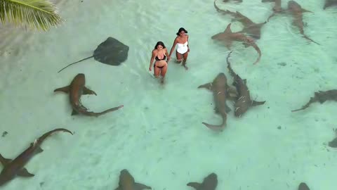 I think that I just saw a shark (via:@nauchard)